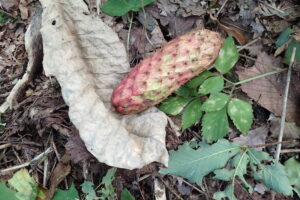 ホオノキの果実