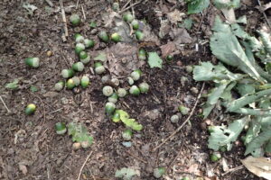 ミズナラのドングリ