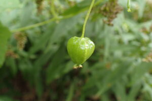 ミヤマニガウリ