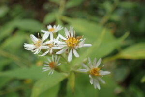 ゴマナの白い花