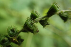 キンミズヒキの果実