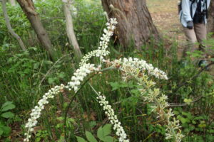 サラシナショウマの白い花