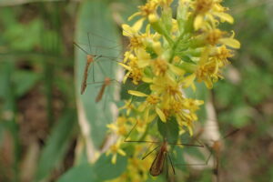 アキノキリンソウの黄色い花