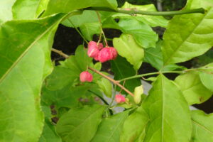 濃い桃色のマユミの果実