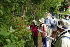 ツリバナの赤い果実を観察する参加者の皆さん