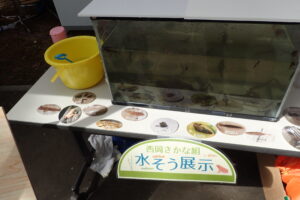 川の生きものの入った水槽