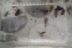 いろいろな種類のヤゴ