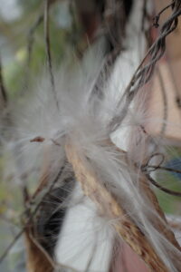 ガガイモのタネ