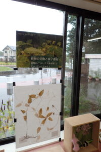 植物の受粉と種子散布の仕組みの展示パネル