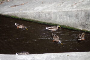 橋の下で水にくちばしを入れてエサを探すマガモたち