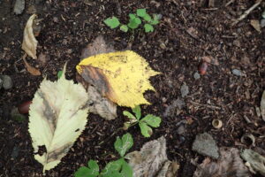 オヒョウの黄色い落ち葉