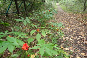 マムシグサの赤い果実