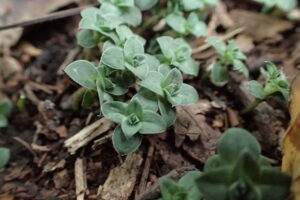 フデリンドウの芽