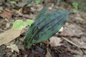 トケンランの葉