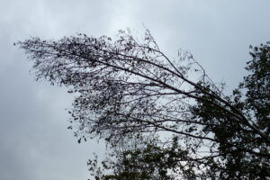 シラカンバの梢