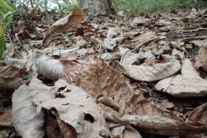 ホオノキの落ち葉