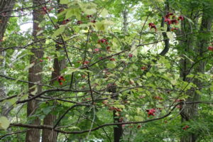 ツリバナの赤い果実