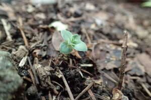 フデリンドウの芽