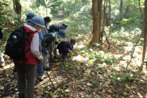 フデリンドウの芽を観察する参加者の皆様