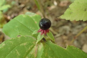ツクバネソウの果実