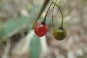 ヤマホロシの赤くなり始めた果実