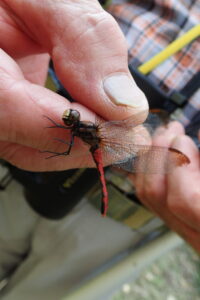 リスアカネのオス