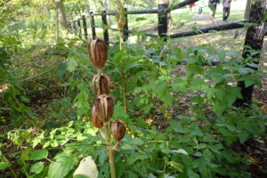オオウバユリの果実