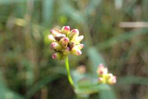 アキノウナギツカミの果実