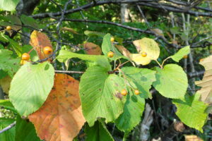 アズキナシの果実