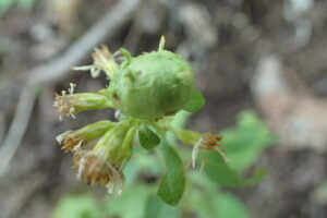 アキノキリンソウミフクレフシ