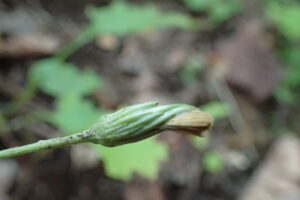 センボンヤリの閉鎖花