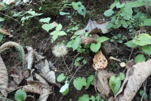 センボンヤリの冠毛