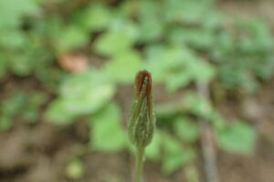 センボンヤリの閉じたままの花