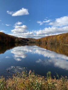 池にはマガモ、コガモ、カイツブリなどの水鳥がいる