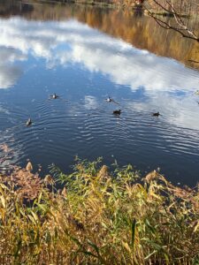 空が映り込む池に浮かぶマガモたち