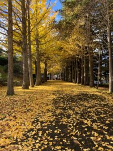 黄色に紅葉したイチョウの並木