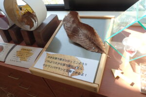 ホオノキの大きな落ち葉