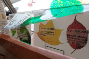 紅葉の仕組みの展示