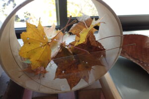 イタヤカエデの黄色い紅葉の展示