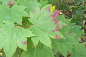 ハウチワカエデの紅葉し始めた葉