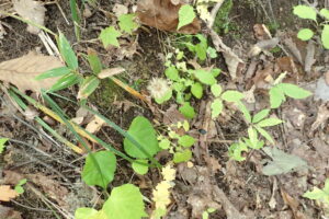 センボンヤリの冠毛