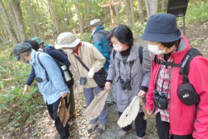 大きなホオノキの葉を探す参加者