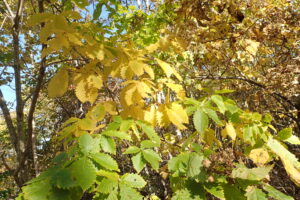 ミズナラの黄色い紅葉