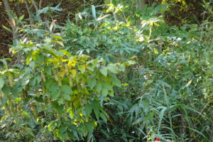 サワシバの果実