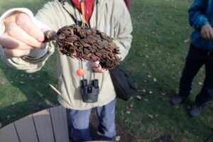 ホオノキの果実