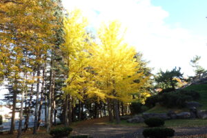 イチョウの葉が黄色い並木