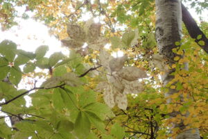 コシアブラの白っぽい紅葉