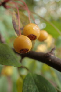キミノズミの黄色い果実