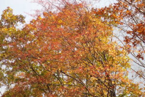 赤い果実がたくさんついたアズキナシの樹