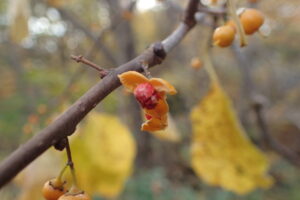 ツルウメモドキの果実